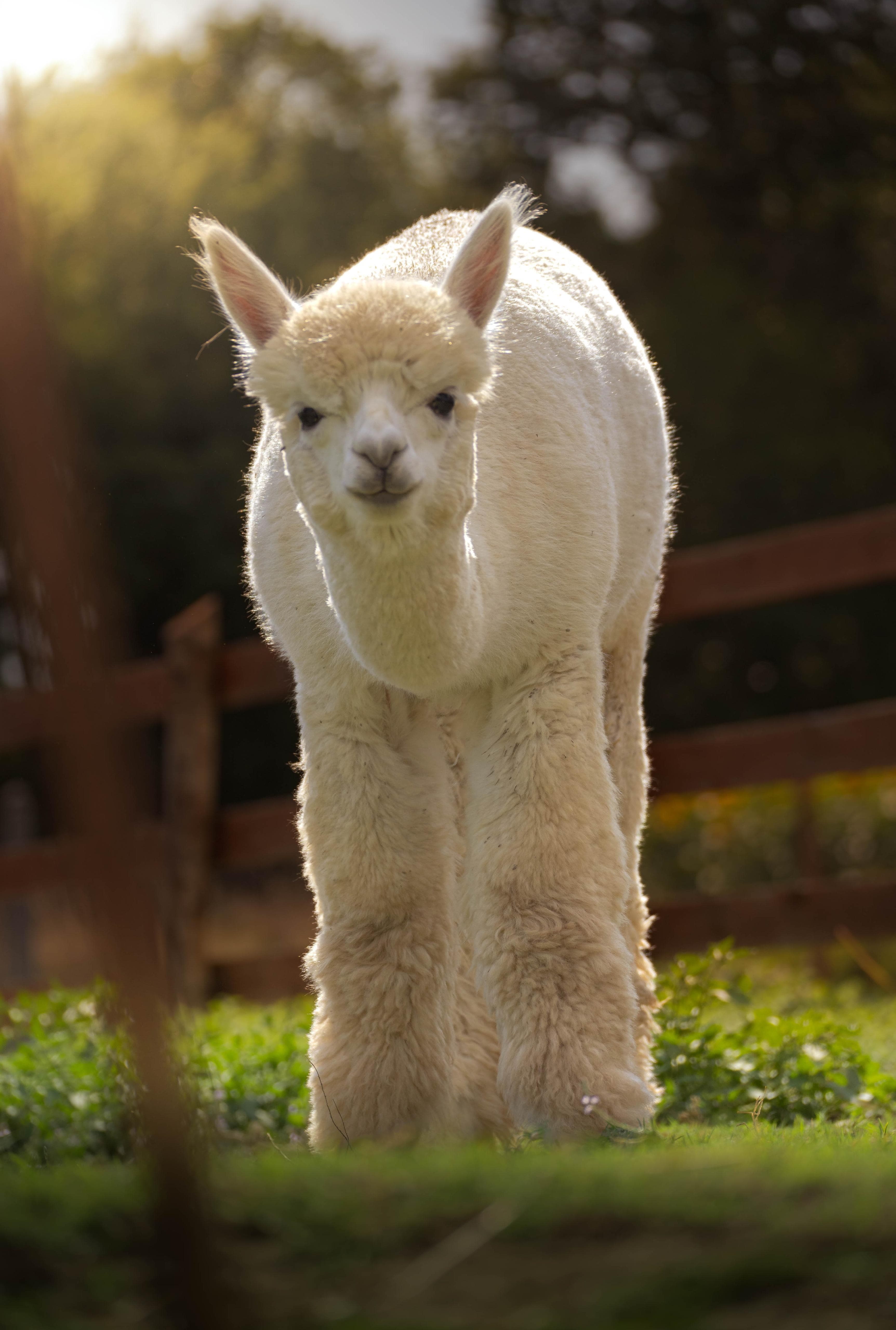 Alpaca
