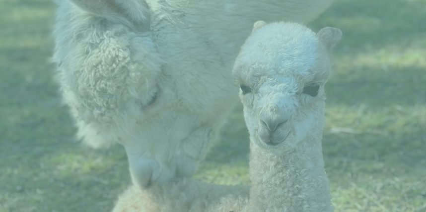 Alpaca