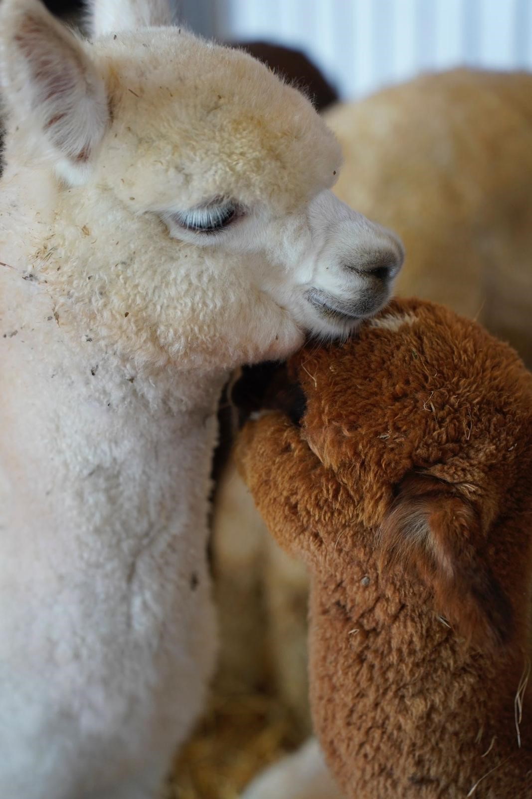 Alpaca