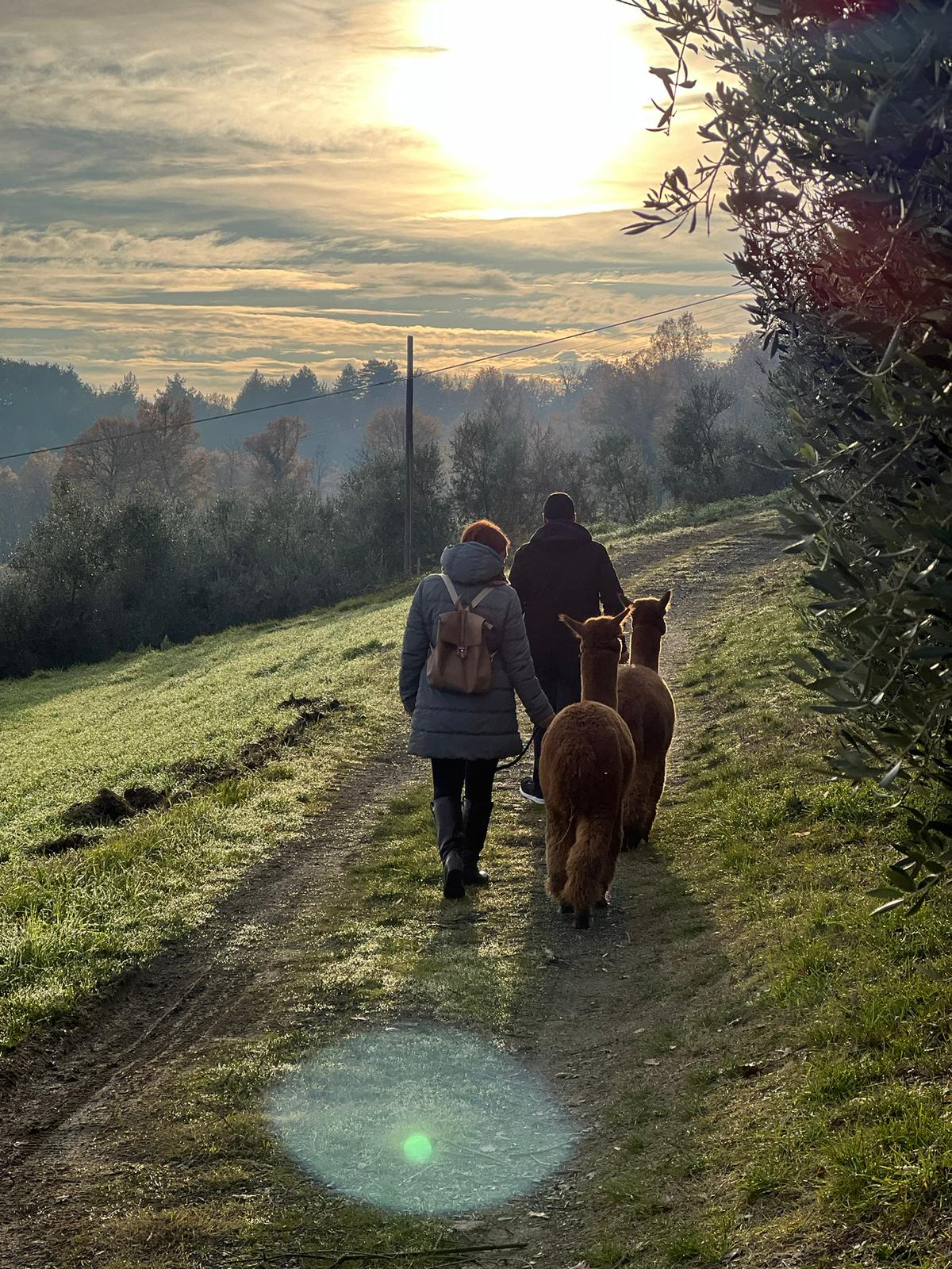 Alpaca
